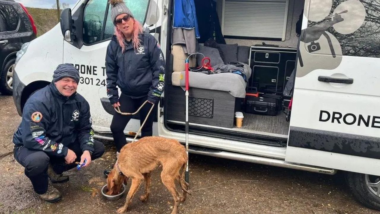 Termal Dronelarla Köpek Kurtarma Kaybolan Kayıp Köpek Ulysse'nin İzindeki Dramatik Hikaye